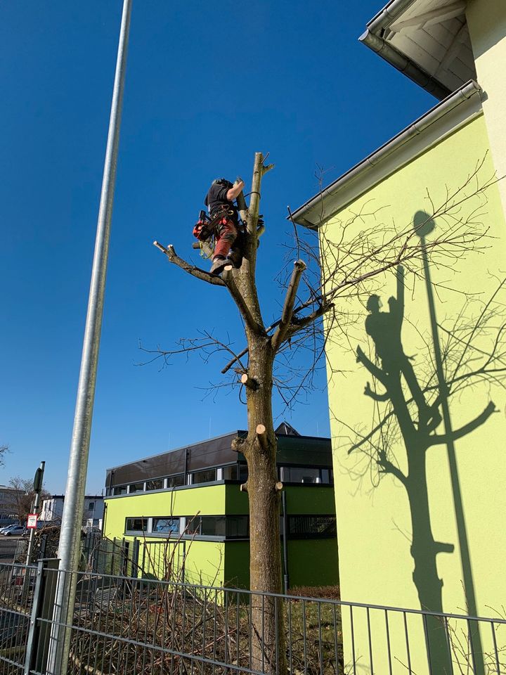 Baumpflege Baumfällung Gartenpflege Grundstück in Oberthal