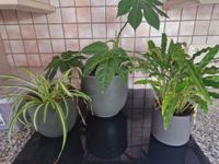 Pflanzen im Topf Zimmerpflanze 3x Nordrhein-Westfalen - Korschenbroich Vorschau