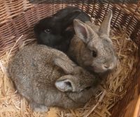 3 Kaninchenbabys zu verkaufen Thüringen - Ilmenau Vorschau