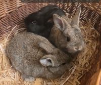 2 Zwergkaninchen zu verkaufen (wildfarben) Thüringen - Ilmenau Vorschau