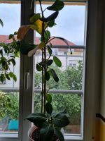 Grünpflanze Dresden - Strehlen Vorschau