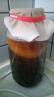 Scoby Kombucha Kultur fermentieren Stuttgart - Feuerbach Vorschau