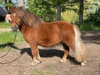 Minishetty Mini Shetlandpony Stute 4 J. 84cm Parchim - Landkreis - Plau am See Vorschau