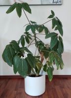 Schefflera amate, große gesunde Zimmerpflanze, Pfl.-Höhe 90 cm Bayern - Karlsfeld Vorschau