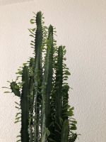 Dreikantige Wolfsmilch 90 cm Euphoribia Brandenburg - Schöneiche bei Berlin Vorschau