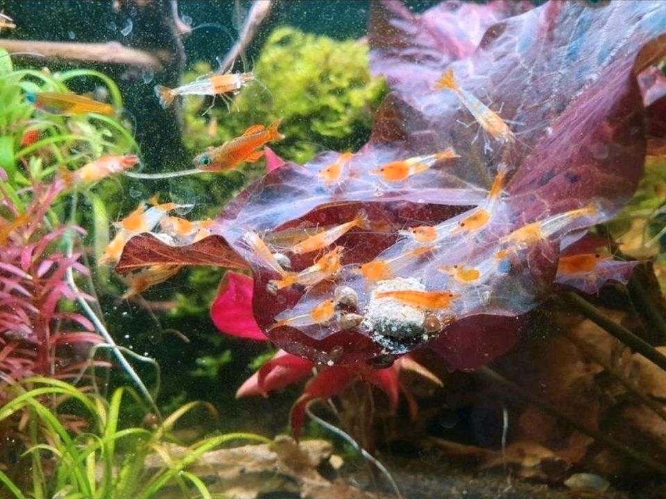 Neocaridina Garnelen Orange Rili in Rostock