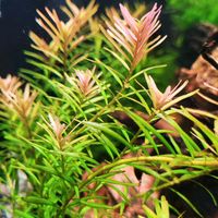 Rotala H'ra - Stängelpflanze Aquarium Rheinland-Pfalz - Ochtendung Vorschau