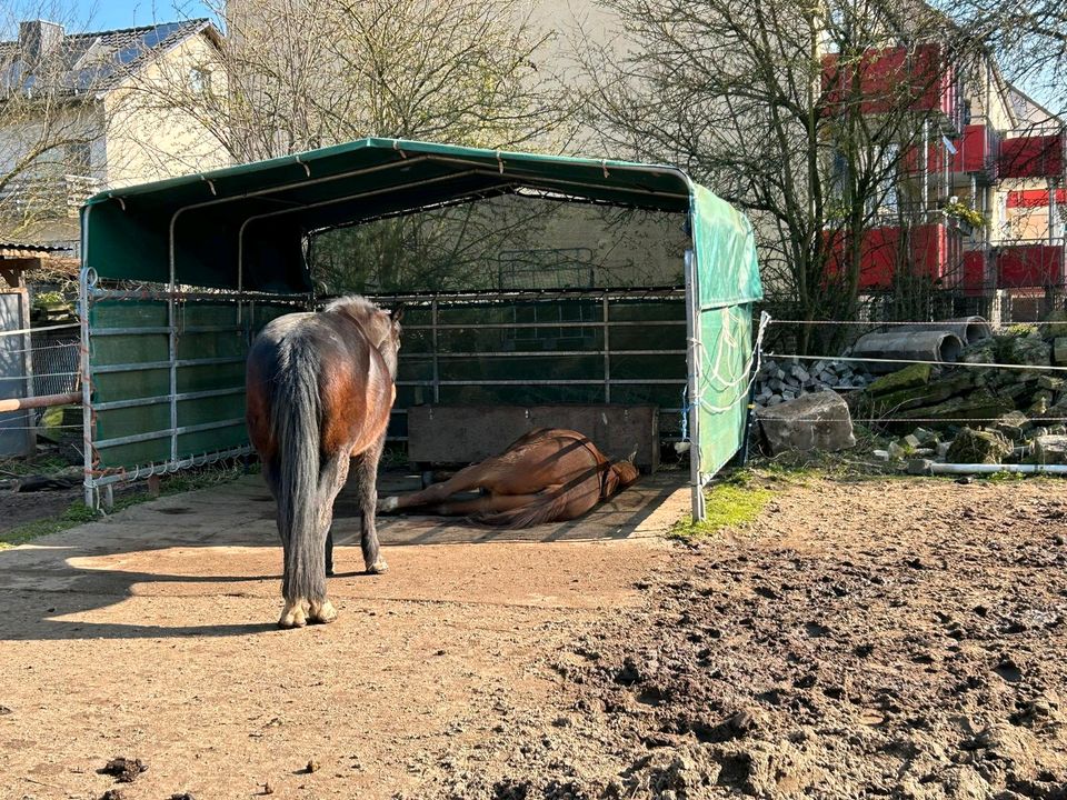 Offenstall Box Paddock Allergiker Stall Wallach in Hannover