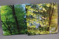 2x Leinwand Bild Wald Bäume Deko je 25 x 25 cm NEU! Setpreis! Niedersachsen - Rosengarten Vorschau