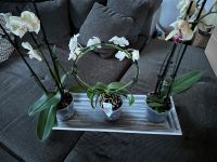 Orchideen/ Phalaenopsis Nordrhein-Westfalen - Ratingen Vorschau
