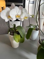 Orchideen ohne Übertopf Schleswig-Holstein - Neumünster Vorschau
