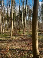 Wald , Waldgrundstück, Wüstung Mecklenburg-Vorpommern - Bergen auf Rügen Vorschau