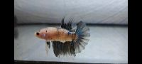 Betta Splendens Halfmoon/ Halfmoon Kampffisch Bayern - Tittling Vorschau