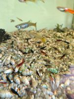 Bunte Garnelen für dein Aquarium! Schwarz, Durchsichtig, Rot Nordrhein-Westfalen - Kalkar Vorschau