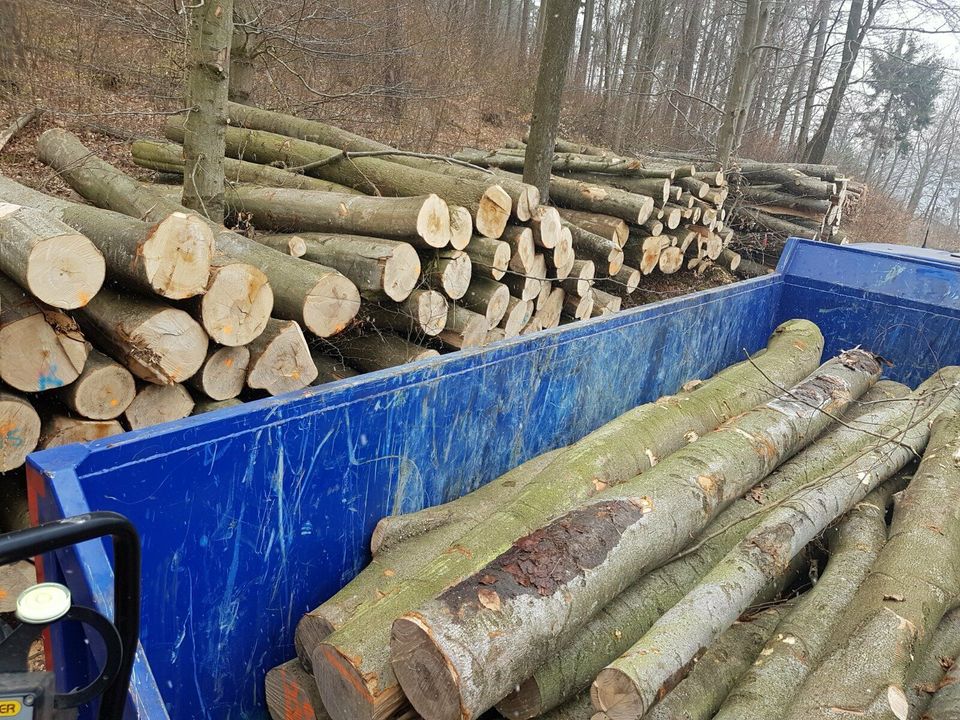 frische Buche zum Einlagern Brennholz Kaminholz inkl. MwSt in Stadtlengsfeld