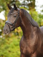 Neue Trensen mit KAROMUSTER Optik am Nasenriemen €64,95 pony, vb/cob, wb/full NEU! Niedersachsen - Rehburg-Loccum Vorschau