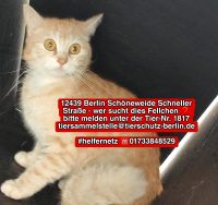 Katze Kater gefunden zugelaufen Berlin - Köpenick Vorschau