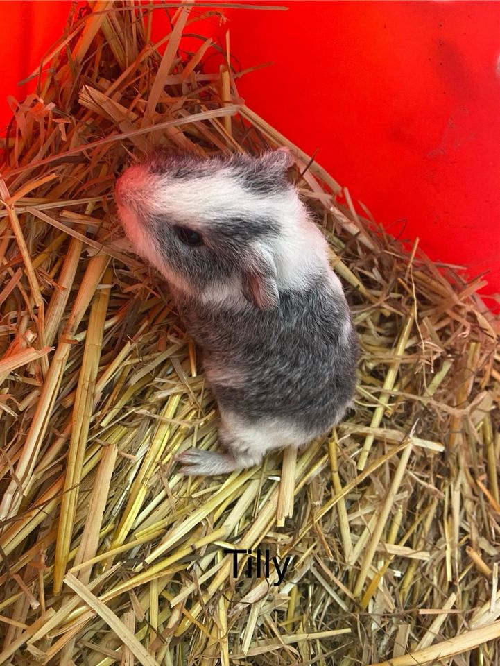 Meerschweinchen, Meeris, Weibchen +Männchen in Georgsmarienhütte