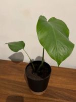 Monstera - 48cm - mit Topf Pankow - Prenzlauer Berg Vorschau