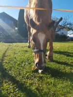 Einstellplatz für Pony oder Kleinpferd Bayern - Eiselfing Vorschau