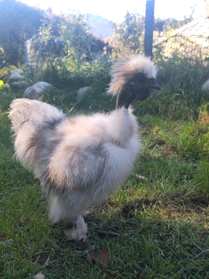 Showgirl Zwerg Seidenhuhn Hahn Huhn in Unterammergau