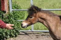 American Miniature Horse AMH Wallach Nordrhein-Westfalen - Delbrück Vorschau