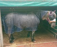 Fliegenausreitdecke AS das Pferd Nordrhein-Westfalen - Waldbröl Vorschau