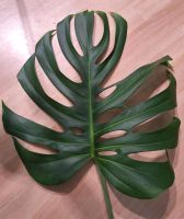 Monstera deliciosa 'Brazilian Common Form' keine Sierrana Baden-Württemberg - Tuttlingen Vorschau