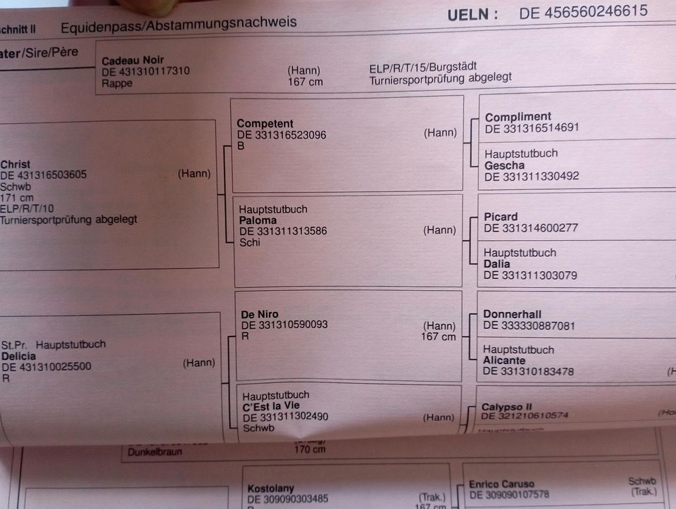 Bewegungsstarke, großrahmige Zuchtstute Hann./Trak v. Cadeau Noir in Berlin