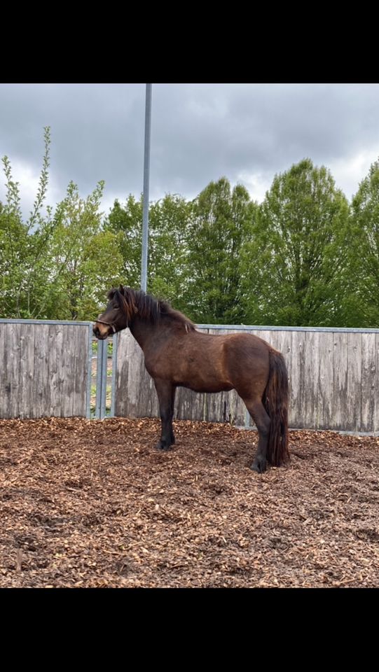 Islandpferd Isländer Hengst in Puchheim