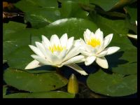 Weiße Seerose / Nymphaea 'Alba ab ca 70 cm Dortmund - Mitte Vorschau