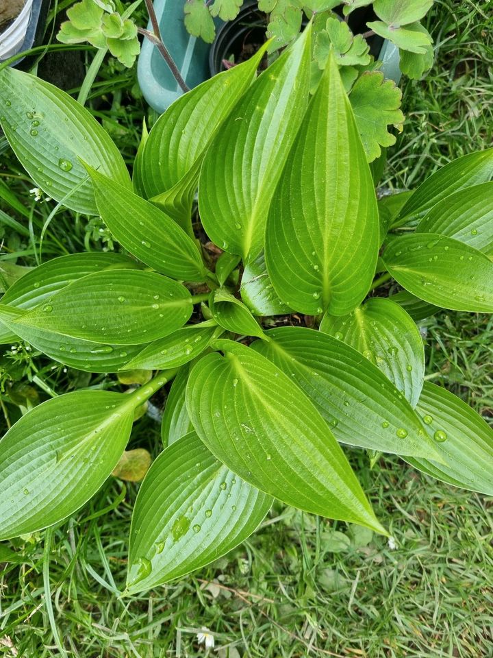 Hosta Funkien Pflanzen verschiedene Sorten Winterhart Mehrjährig in Bad Sooden-Allendorf