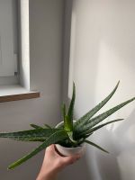 Aloe Vera Pflanze mit Ableger Feldmoching-Hasenbergl - Feldmoching Vorschau