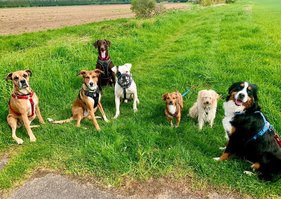 HuTa Hundetagesstätte Hundetraining Hundebetreuung  DogWalker in Krefeld