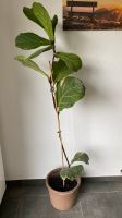 Geigenfeige (Ficus lyrata) Pflanze Nordrhein-Westfalen - Alfter Vorschau