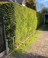 Gartenarbeit Baumfällen Heckenschnitt Laubarbeiten Wandsbek - Hamburg Rahlstedt Vorschau