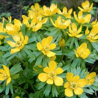 Winterlinge Frühjahrsblüher (Eranthis hyemalis) Baden-Württemberg - Neresheim Vorschau