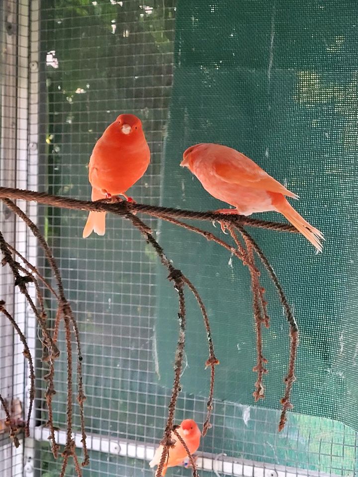 Kanarien vögel Harlekin-Mozaik in Coburg