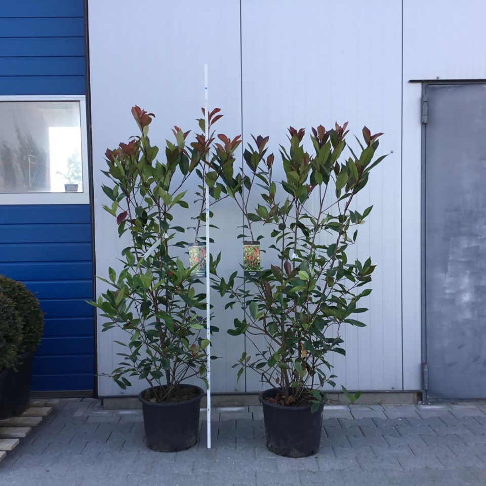 Photinia „Red Robin“- Immergrüne Glanzmispel, 59€/Stk.180 cm hoch in Preußisch Oldendorf