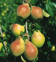 Obstbaum Birne verschiedene Sorten Nordrhein-Westfalen - Simmerath Vorschau