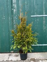 Thuja  plic. 'Aurescens ' noch pflanzbar ,da im Topf gewachsen Niedersachsen - Filsum Vorschau