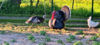 Bronzeputen / Puter Niedersachsen - Rhade Vorschau