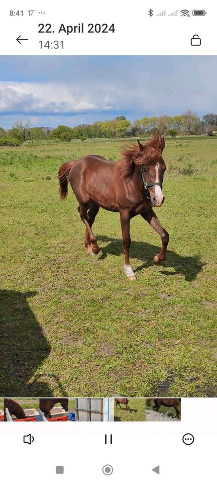 Vollblut Araber Hengst in Stendal