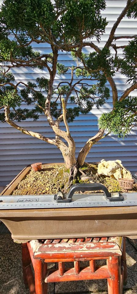 Bonsai Wacholder Juniperus chinensis mehrfachstam 40 Jahre in Sulzemoos