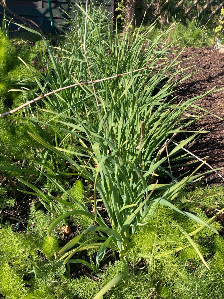 Knoblauchgras Knoblauch frisch -Tüte oder Staude Vitamine Gesund in Rostock