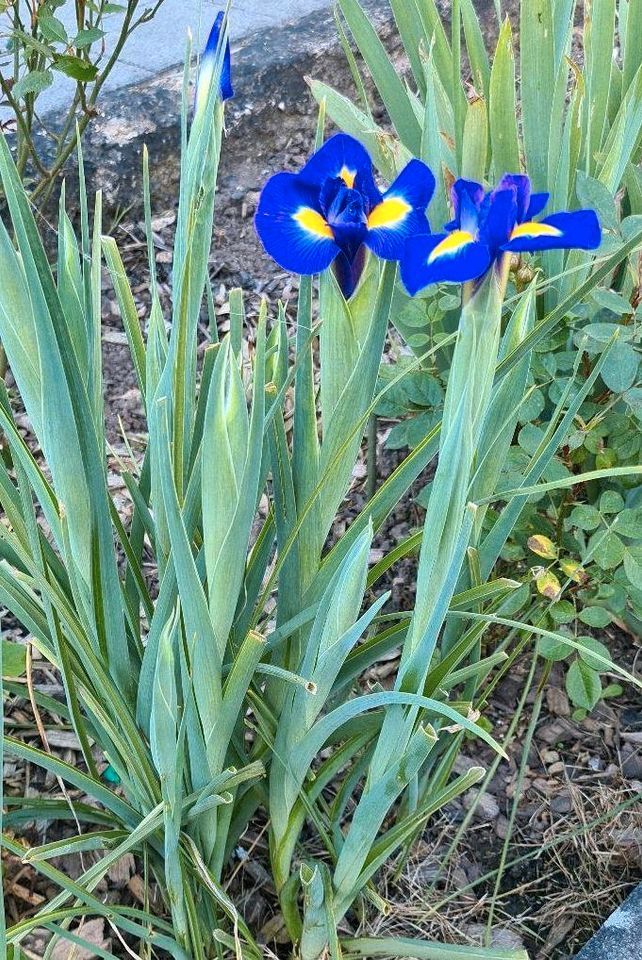 Holländische Iris - Professor Blaauw in Wadgassen