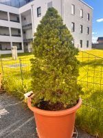 Terrassen / Gartenpflanzen Kr. Altötting - Burghausen Vorschau