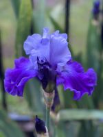 Hohe Schwertlilie, Iris, Bartiris blau Hessen - Dieburg Vorschau