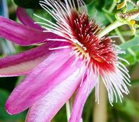 Suche Ableger Passiflora Anastasia, Passionsblume,  evt Tausch Baden-Württemberg - Aalen Vorschau