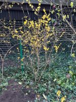 Forsythien Schleswig-Holstein - Tremsbüttel Vorschau